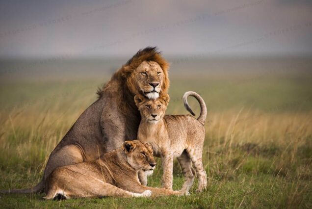 1 Day Safari Adventure at Mikumi National Park from Zanzibar
