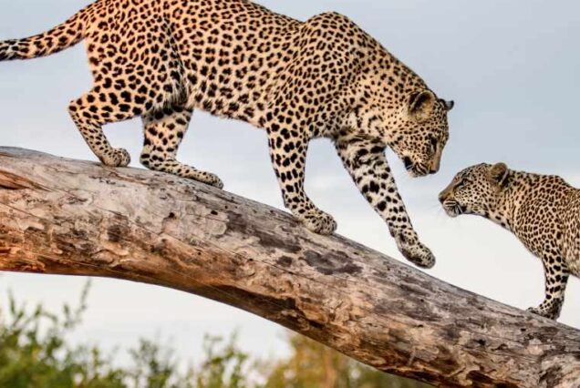 2Day 1Night Safari to Serengeti and Tarangire Parks from Zanzibar