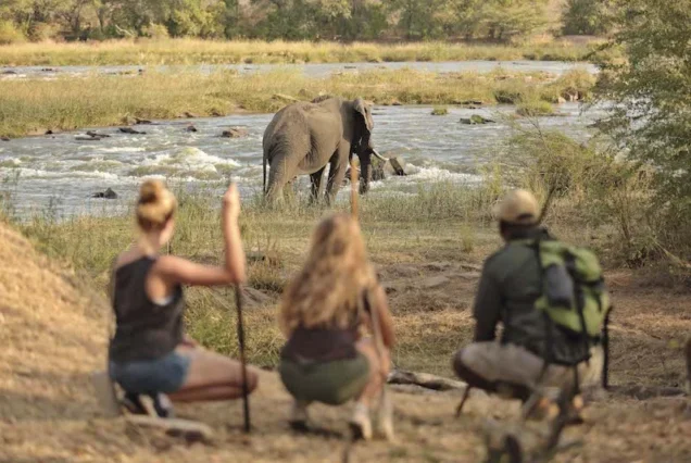 2 days - 1 night Fly-in Mikumi National Park Safari from Zanzibar